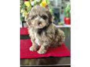 Labradoodle Puppy for sale in Gurnee, IL, USA