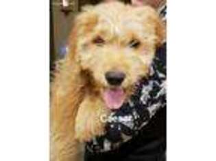Goldendoodle Puppy for sale in Arpin, WI, USA