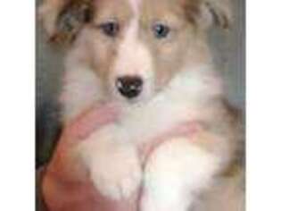 Shetland Sheepdog Puppy for sale in Berkeley Springs, WV, USA