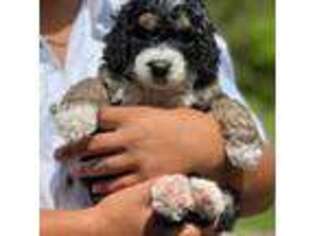 Mutt Puppy for sale in Newport, TN, USA