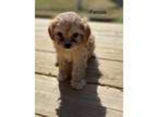 Cavapoo Puppy for sale in Columbia, KY, USA