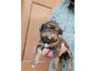 Mutt Puppy for sale in Central Point, OR, USA