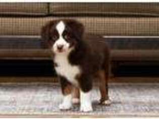 Miniature Australian Shepherd Puppy for sale in Dundee, OH, USA