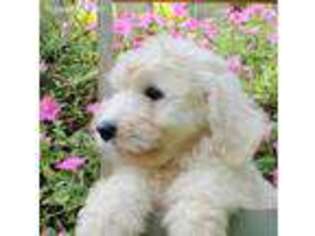 Goldendoodle Puppy for sale in Covington, LA, USA