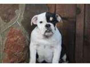 Bulldog Puppy for sale in Okemah, OK, USA