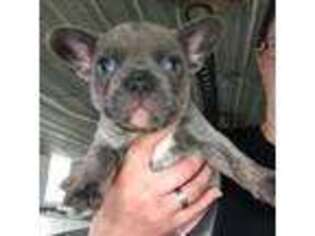 French Bulldog Puppy for sale in Rome City, IN, USA