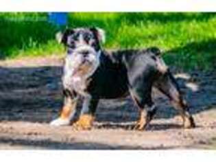 Bulldog Puppy for sale in Great Falls, MT, USA