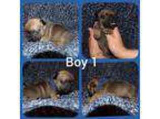 French Bulldog Puppy for sale in Fremont, NH, USA