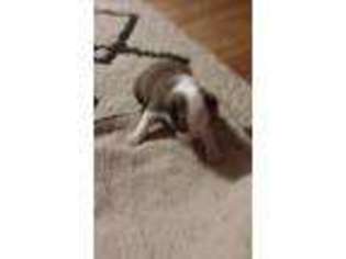Boston Terrier Puppy for sale in Hudson Falls, NY, USA