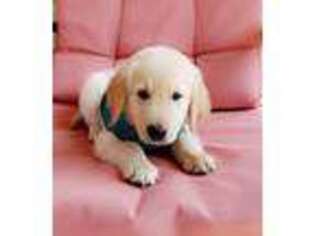 Golden Retriever Puppy for sale in Enid, OK, USA