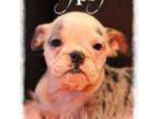 Bulldog Puppy for sale in Loveland, CO, USA