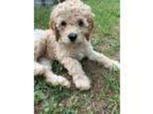 Goldendoodle Puppy for sale in Peterstown, WV, USA