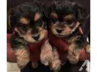 Yorkshire Terrier Puppy for sale in CONCORD, CA, USA