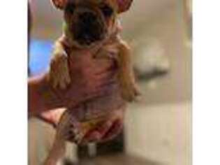 French Bulldog Puppy for sale in Spring Hill, FL, USA