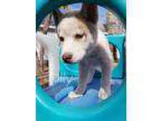 Siberian Husky Puppy for sale in Charlottesville, VA, USA