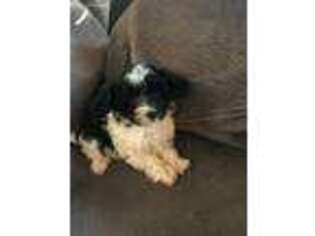 Mutt Puppy for sale in Calhoun, MO, USA
