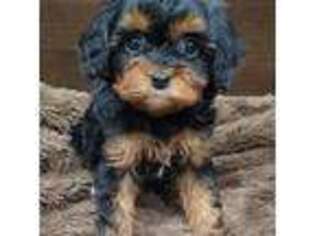 Cavapoo Puppy for sale in Barboursville, WV, USA