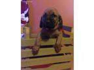 Bloodhound Puppy for sale in Harrisburg, PA, USA