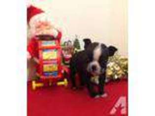 Boston Terrier Puppy for sale in CAMPBELLSVILLE, KY, USA