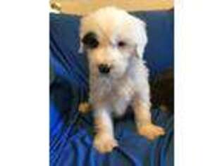 Old English Sheepdog Puppy for sale in Ledger, MT, USA