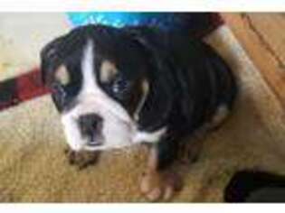 Bulldog Puppy for sale in Long Beach, WA, USA