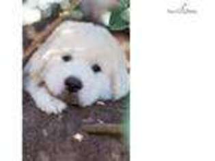 Great Pyrenees Puppy for sale in Baltimore, MD, USA