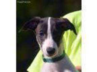 Whippet Puppy for sale in Chula, GA, USA