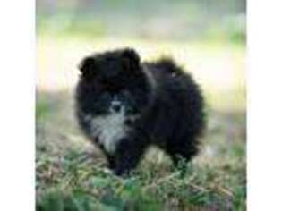 Pomeranian Puppy for sale in Tower City, PA, USA