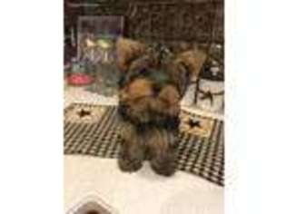 Yorkshire Terrier Puppy for sale in Richmond, MI, USA