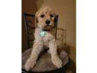 Goldendoodle Puppy for sale in Anna, TX, USA