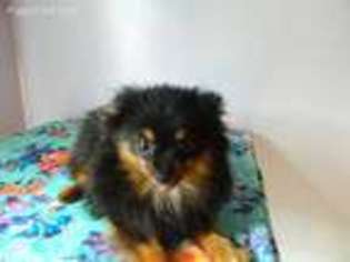 Pomeranian Puppy for sale in Wirtz, VA, USA