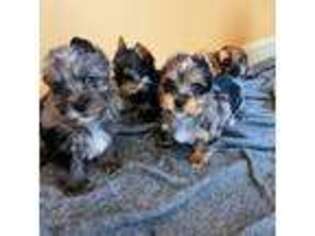 Yorkshire Terrier Puppy for sale in Foster, RI, USA