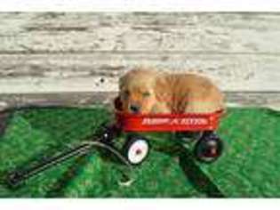 Golden Retriever Puppy for sale in Murdock, KS, USA