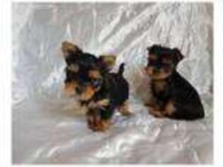 Yorkshire Terrier Puppy for sale in Tucker, GA, USA