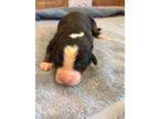 Bernese Mountain Dog Puppy for sale in Salem, OR, USA
