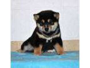 Shiba Inu Puppy for sale in Orrville, OH, USA