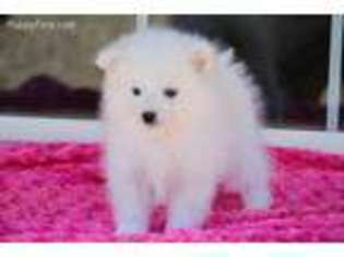 Medium Photo #1 American Eskimo Dog Puppy For Sale in Mapleton, UT, USA