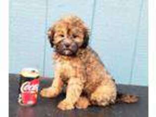 Shih-Poo Puppy for sale in Grand Island, FL, USA
