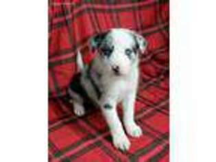 Border Collie Puppy for sale in Williamsburg, PA, USA