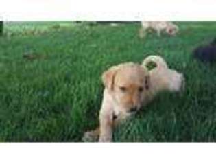 Labrador Retriever Puppy for sale in Waitsburg, WA, USA