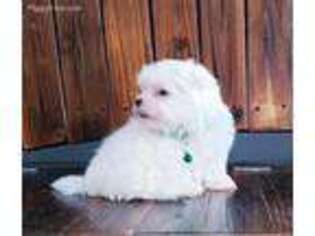 Maltese Puppy for sale in Bay Minette, AL, USA