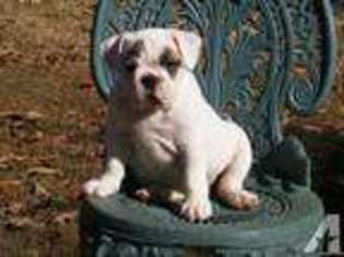 Bulldog Puppy for sale in ASHLAND CITY, TN, USA