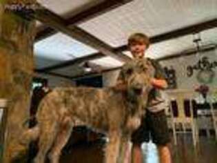 Irish Wolfhound Puppy for sale in Dearing, GA, USA