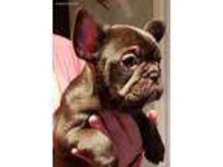 French Bulldog Puppy for sale in White City, OR, USA