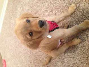 Golden Retriever Puppy for sale in Wilsonville, OR, USA