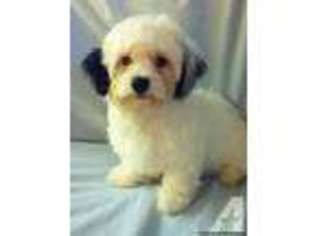 Havanese Puppy for sale in FLORISSANT, MO, USA