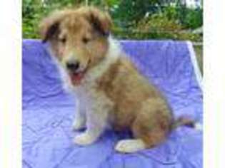 Collie Puppy for sale in Malvern, AR, USA