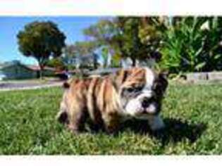 Bulldog Puppy for sale in Brookville, PA, USA