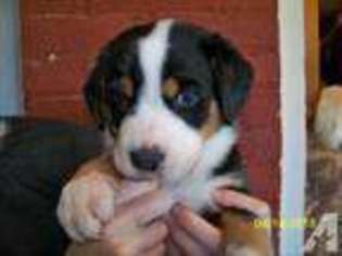 Greater Swiss Mountain Dog Puppy for sale in BEAVER RIVER, NY, USA