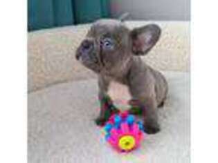 French Bulldog Puppy for sale in Madison, WI, USA